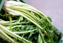 puntarelle salade kreeft avocado